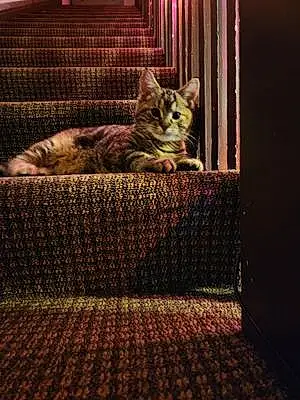 Bengal Cat Lena
