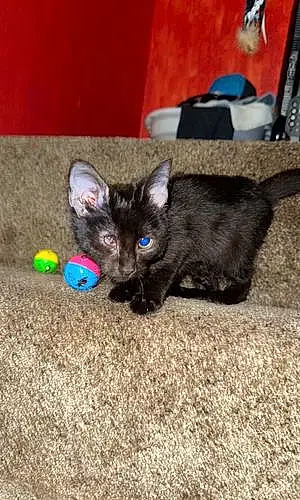 Name American Shorthair Cat Iris