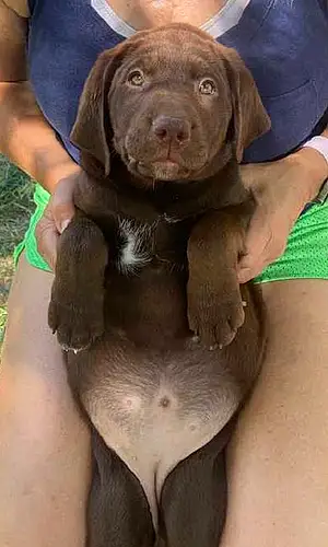 Name Labrador Retriever Dog Camo