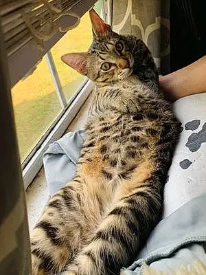Name Bengal Cat Clyde