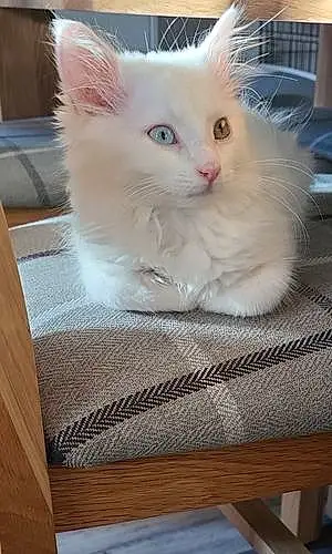 Name Turkish Angora Cat Blizzard
