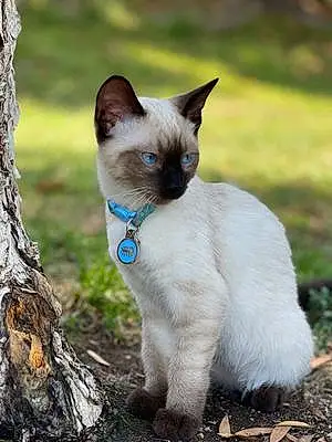 Name Siamese Cat Azula