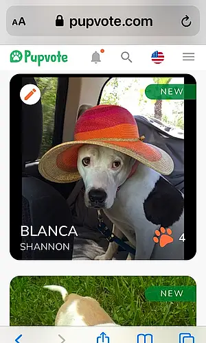 Name Staffordshire Bull Terrier Dog Blanca