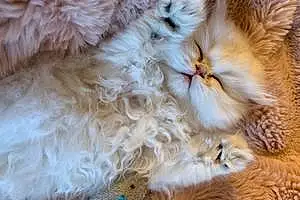 Name Persian Cat Bugsy