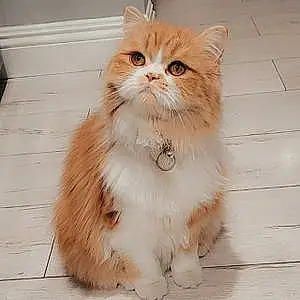 Name Scottish Fold Cat Lana
