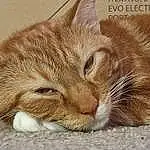 Cat, Eyes, Felidae, Carnivore, Whiskers, Small To Medium-sized Cats, Fawn, Ear, Snout, Terrestrial Animal, Paw, Furry friends, Domestic Short-haired Cat, Comfort, Tail, Claw, Photo Caption