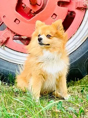 Name Pomeranian Dog Gadget