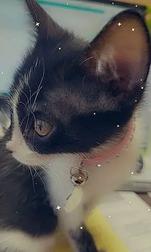 Name Cat Frida
