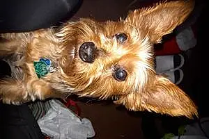 Name Yorkshire Terrier Dog Bugzy