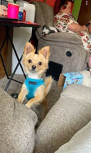 Name Chihuahua Dog Lex