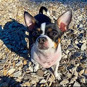 Name Chihuahua Dog Kookie