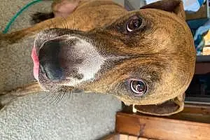 Name Pitt Bull Terrier Dog Jaxon
