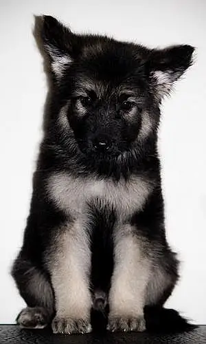Name German Shepherd Dog Ashes