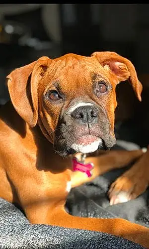 Name Boxer Dog Laila