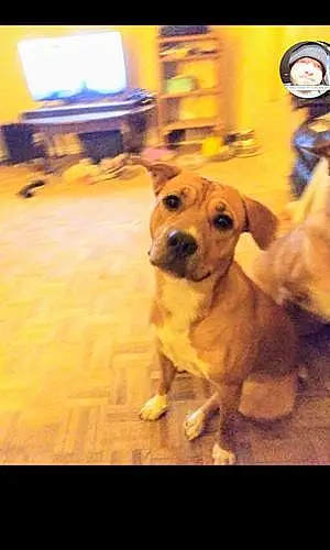 Name Pitt Bull Terrier Dog Bama