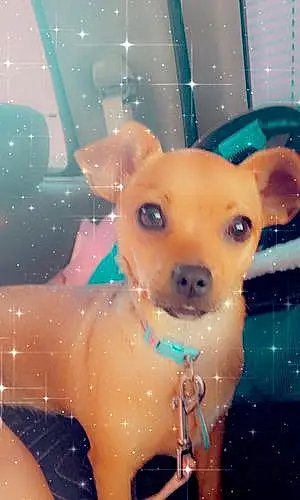 Name Chihuahua Dog Linda