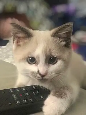 Name Cat Bibi