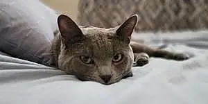 Russian Blue Cat Gary