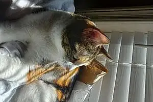 Name American Shorthair Cat Caramel