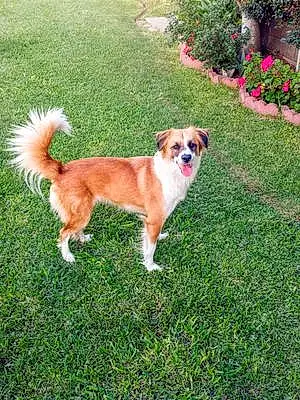 Name Dog Kahlua