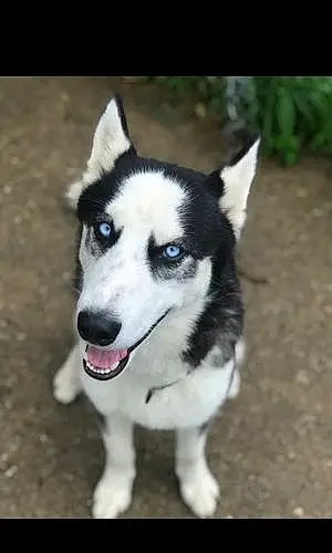 Name Husky Dog Zeus