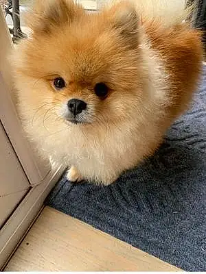 Pomeranian Dog Santos