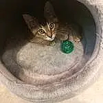 Cat, Stairs, Felidae, Carnivore, Small To Medium-sized Cats, Grey, Door, Automotive Tire, Whiskers, Snout, Terrestrial Animal, Art, Cat Supply, Tail, Circle, Domestic Short-haired Cat, Concrete, Asphalt, Automotive Wheel System
