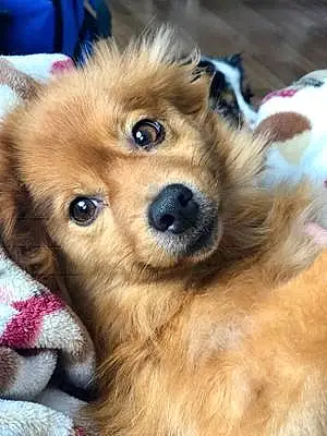 Name Pomeranian Dog Bodie
