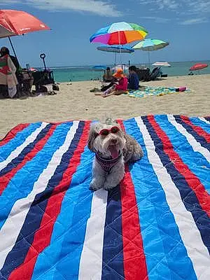 Havanese Dog Hayley