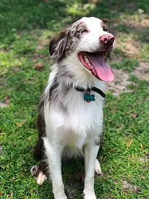 Name Australian Shepherd Dog Kasper