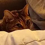 Cat, Felidae, Carnivore, Small To Medium-sized Cats, Comfort, Whiskers, Fawn, Snout, Tail, Wood, Bed, Linens, Bedding, Domestic Short-haired Cat, Furry friends, Duvet, Nap, Bed Sheet, Paw