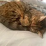 Cat, Felidae, Comfort, Carnivore, Small To Medium-sized Cats, Whiskers, Snout, Tail, Wood, Furry friends, Domestic Short-haired Cat, Paw, Claw, Nap, Bedding, Metal, Linens, Sleep, Bed, Human Leg