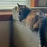 Window, Cat, Felidae, Carnivore, Small To Medium-sized Cats, Comfort, Wood, Whiskers, Grey, Fawn, Tints And Shades, Tail, Snout, Hardwood, Furry friends, Domestic Short-haired Cat, Shadow, Paw