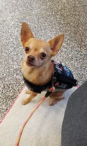 Name Chihuahua Dog Juliet