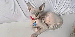 Name Sphynx Cat Adonis