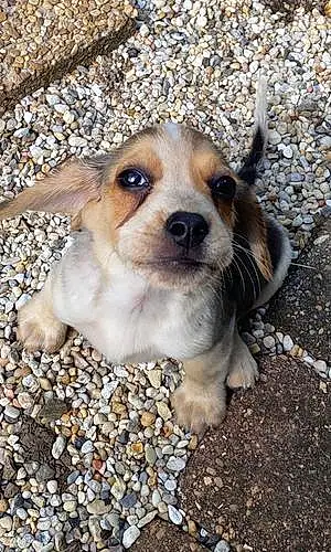 Name Beagle Dog Beatrice