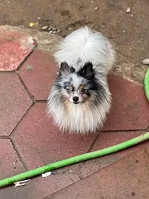 Name Pomeranian Dog Dylan