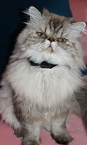 Name Persian Cat Homer