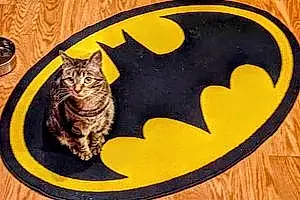 Name Cat Batman
