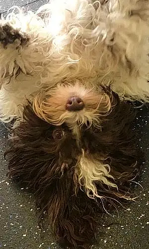 Havanese Dog Millie
