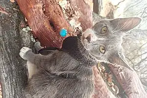 Name Russian Blue Cat Camo