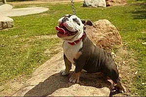 Name Bulldog Dog Egypt