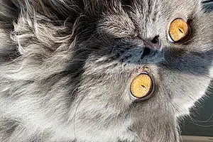 Name Persian Cat Cedric