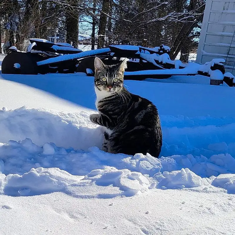 Snow, Cat, Felidae, Carnivore, Small To Medium-sized Cats, Whiskers, Tree, Freezing, Tail, Snout, Automotive Tire, Winter, Window, Wood, Furry friends, Electric Blue, Trunk