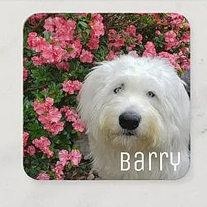 Name Dog Barry