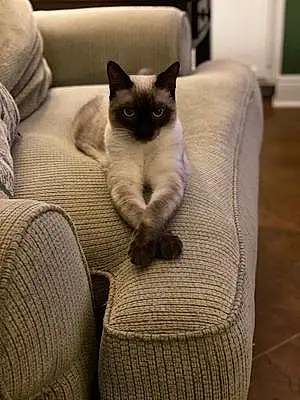 Name Siamese Cat Bluebell