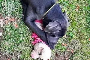 Name Labrador Retriever Dog Lilbit