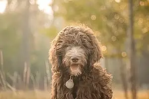 Name Goldendoodle Dog Fritz