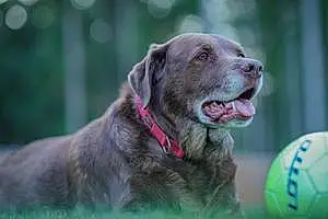Name Labrador Retriever Dog Booger