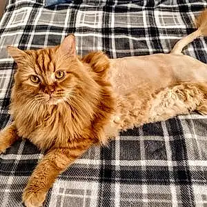Name Maine Coon Cat Figaro